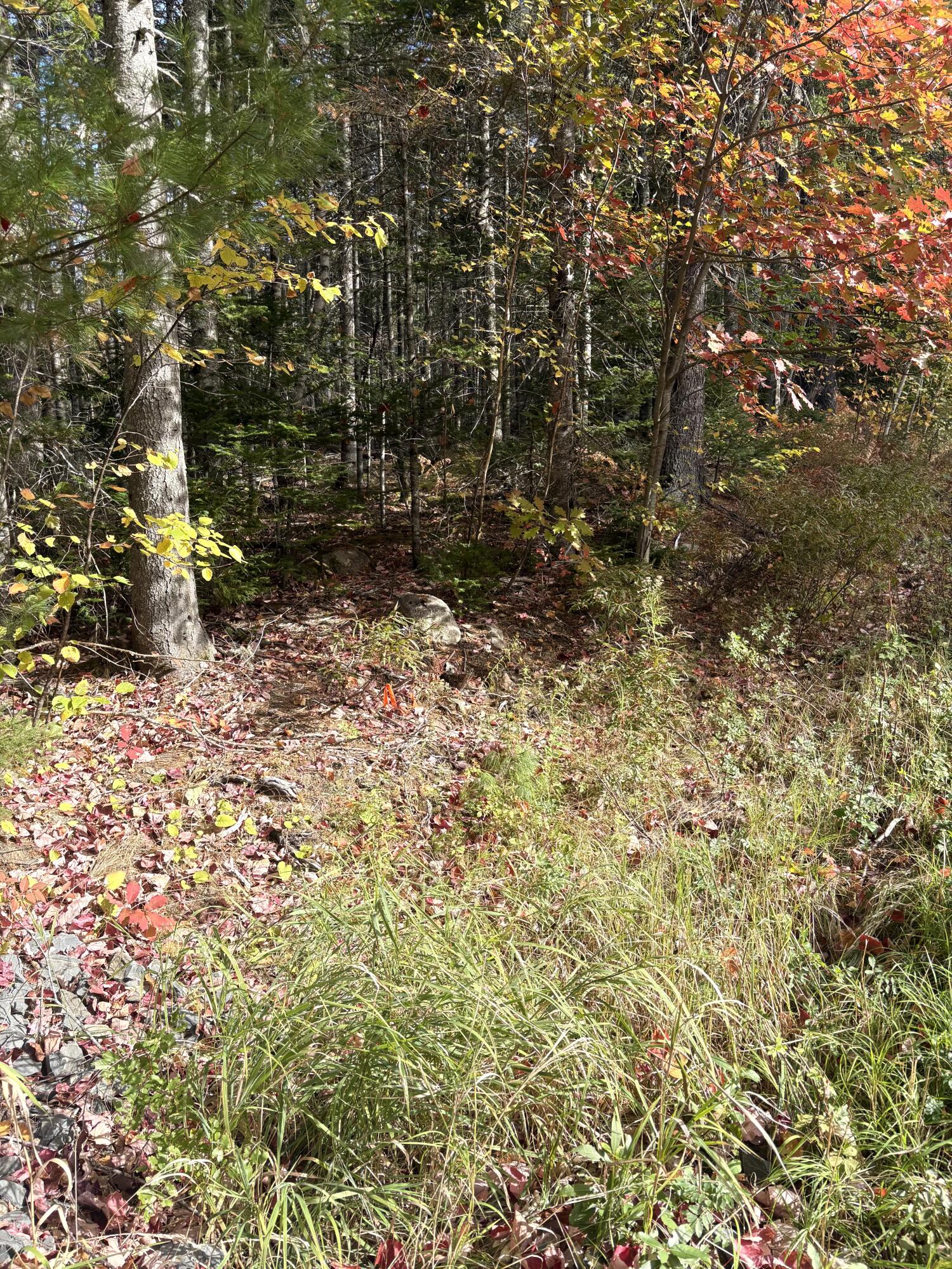 Lot 22 Off South Meadow Perry, ME 04667 - Photo 15 of 15 IMG_0313