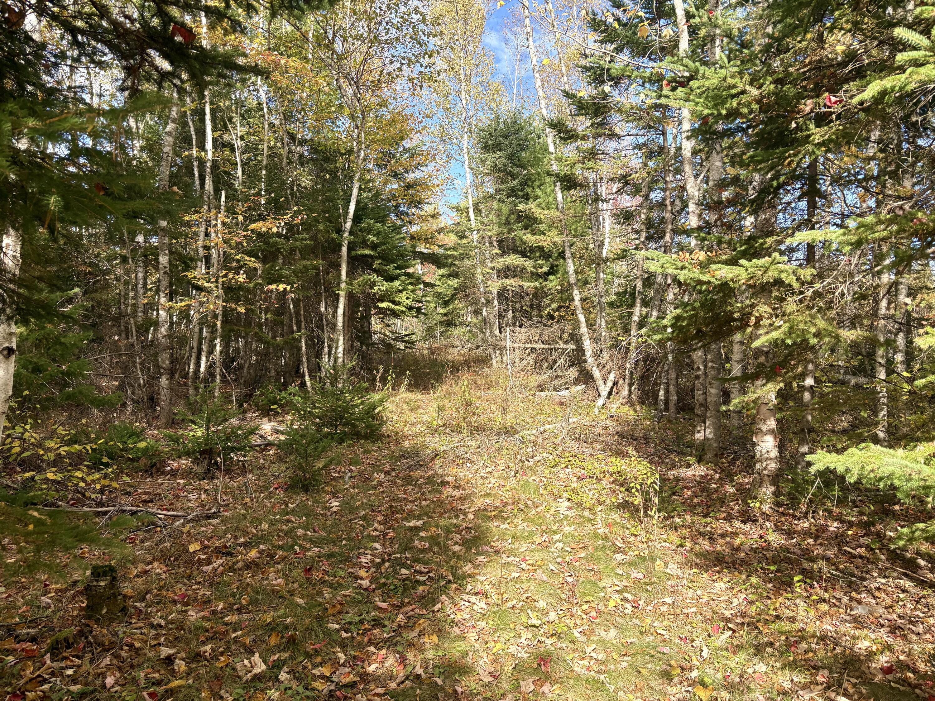 Lot 22 Off South Meadow Perry, ME 04667 - Photo 4 of 17 IMG_0304