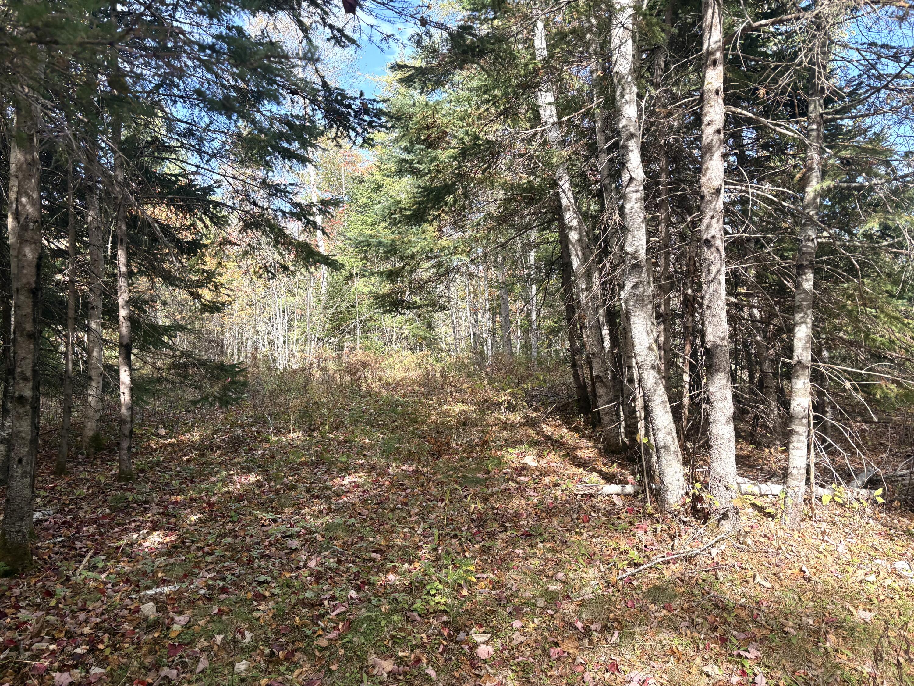 Lot 22 Off South Meadow Perry, ME 04667 - Photo 8 of 15 IMG_0306