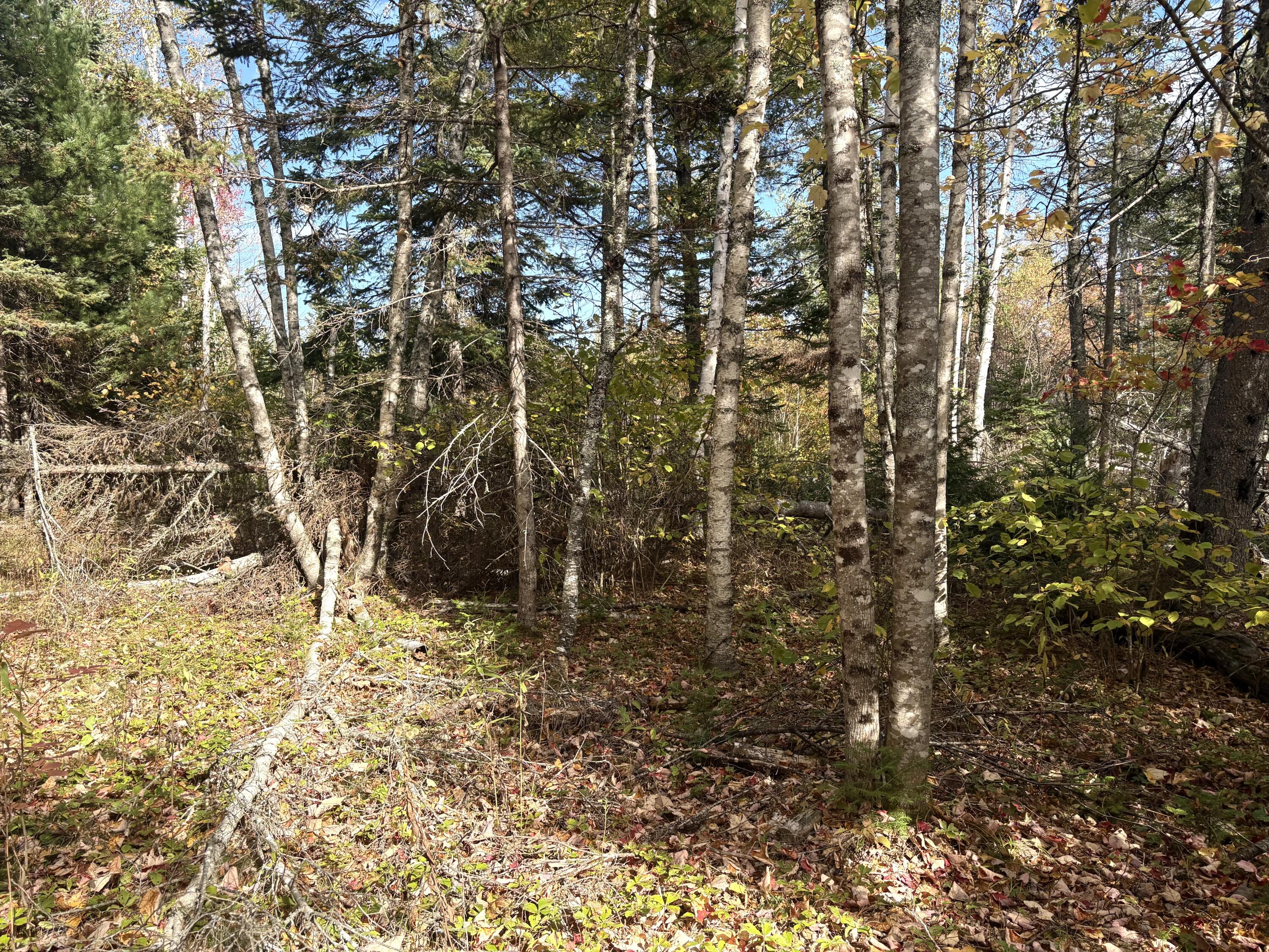 Lot 22 Off South Meadow Perry, ME 04667 - Photo 9 of 17 IMG_0305