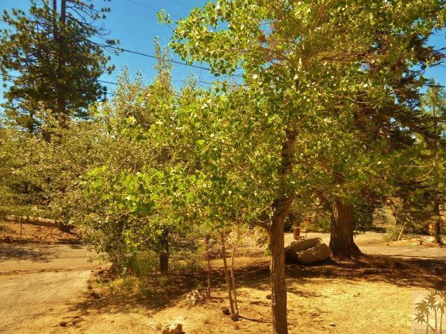 809 Talmadge Road Big Bear Lake, CA 92315 - Photo 6 of 25
