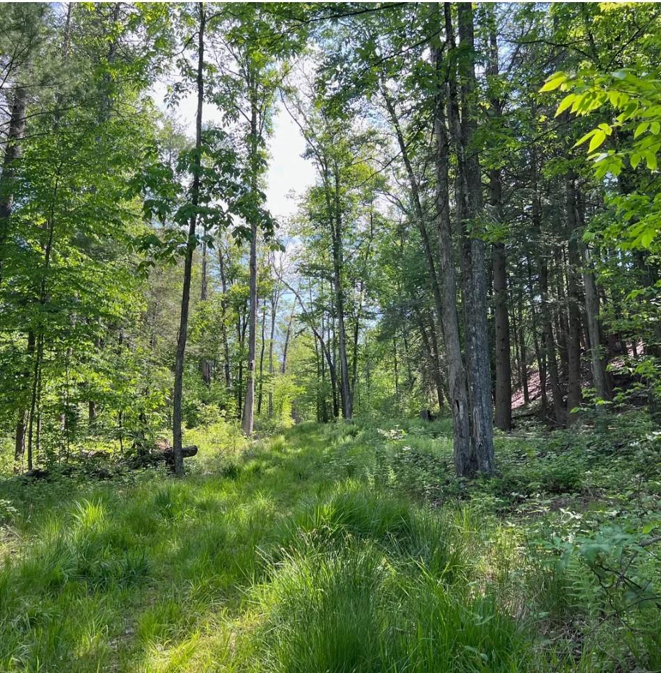 380 Gables Road Narrowsburg, NY 12764 - Photo 1 of 1 View of nature