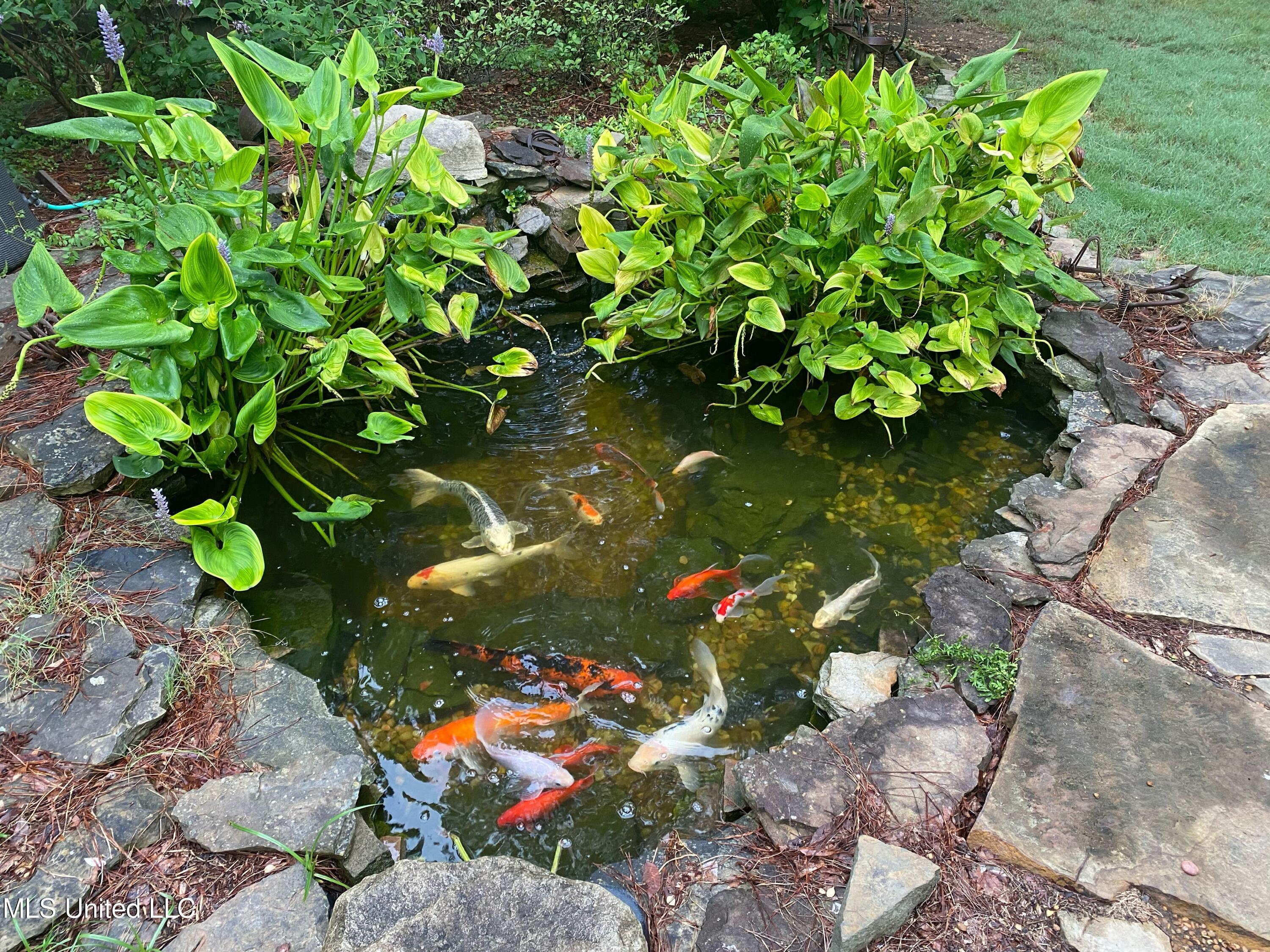 313 Red Bud Place Ridgeland, MS 39157 - Photo 17 of 34 Koi