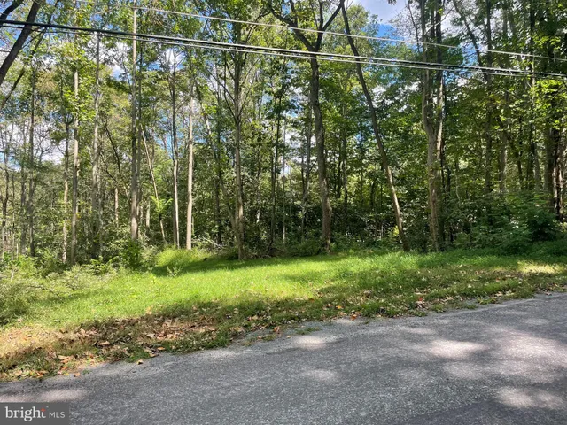 a view of a yard with potted plants and large trees