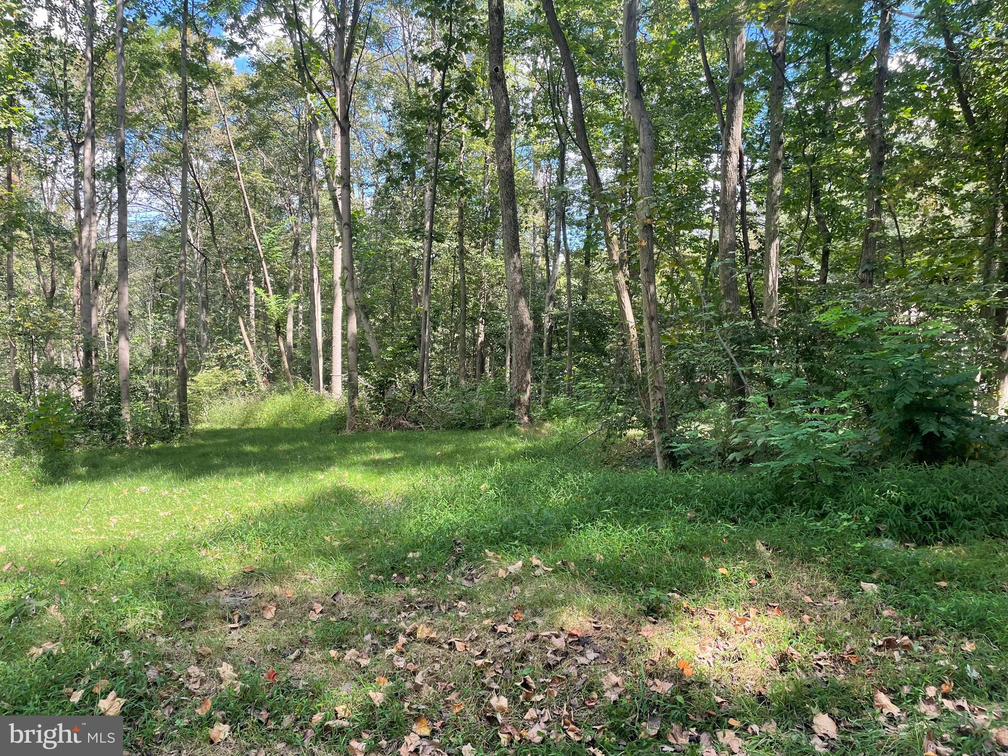 0 Laurel Road Narvon, PA 17555 - Photo 7 of 11 a view of a yard with a trees