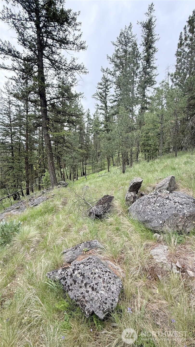 0 Broken Spoke Road Tonasket, WA 98855 - Photo 28 of 39 a view of a park with large trees