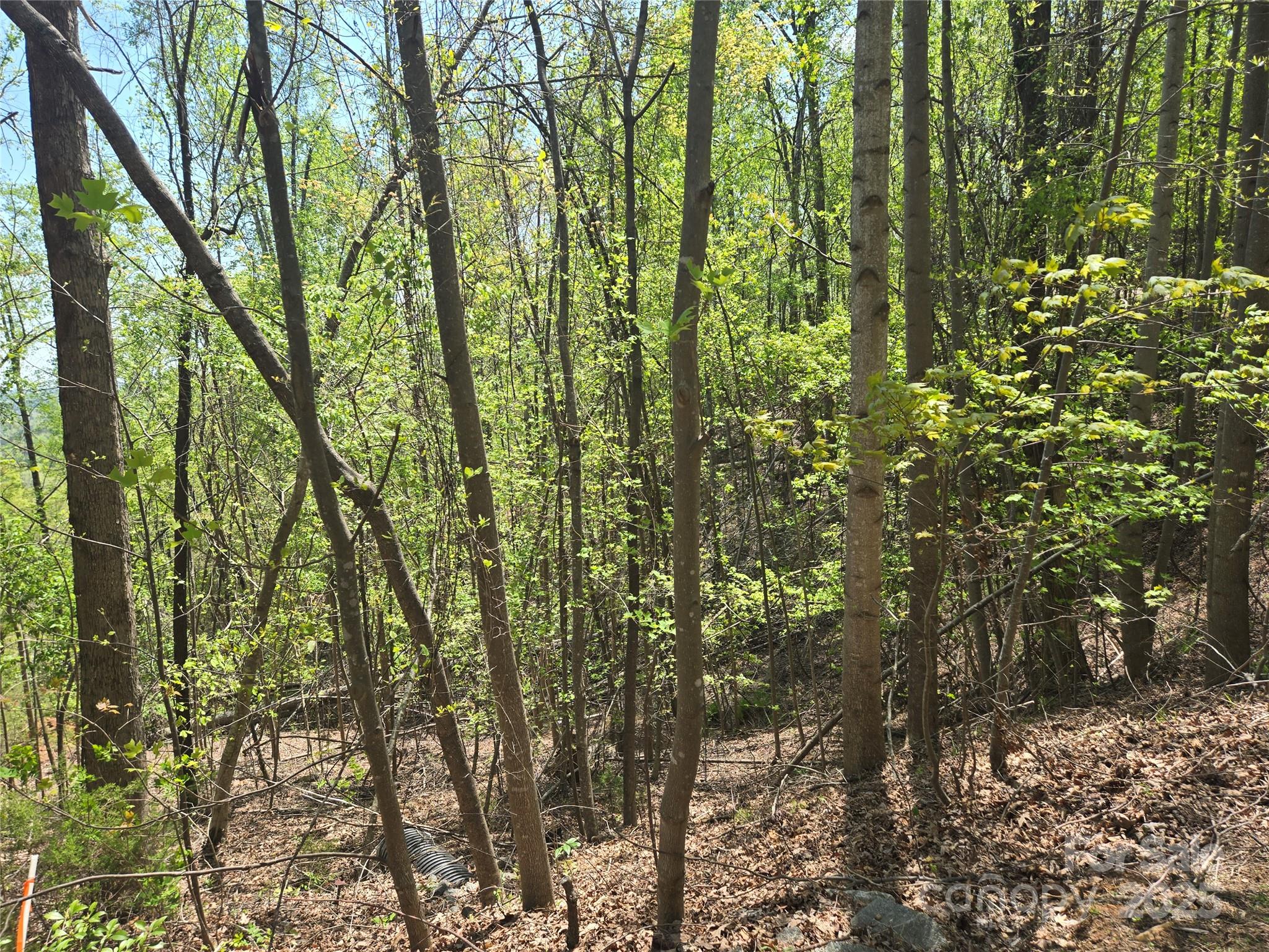 Lot 25 High Rock Ridge Lake Lure, NC 28746 - Photo 6 of 21 a view of forest