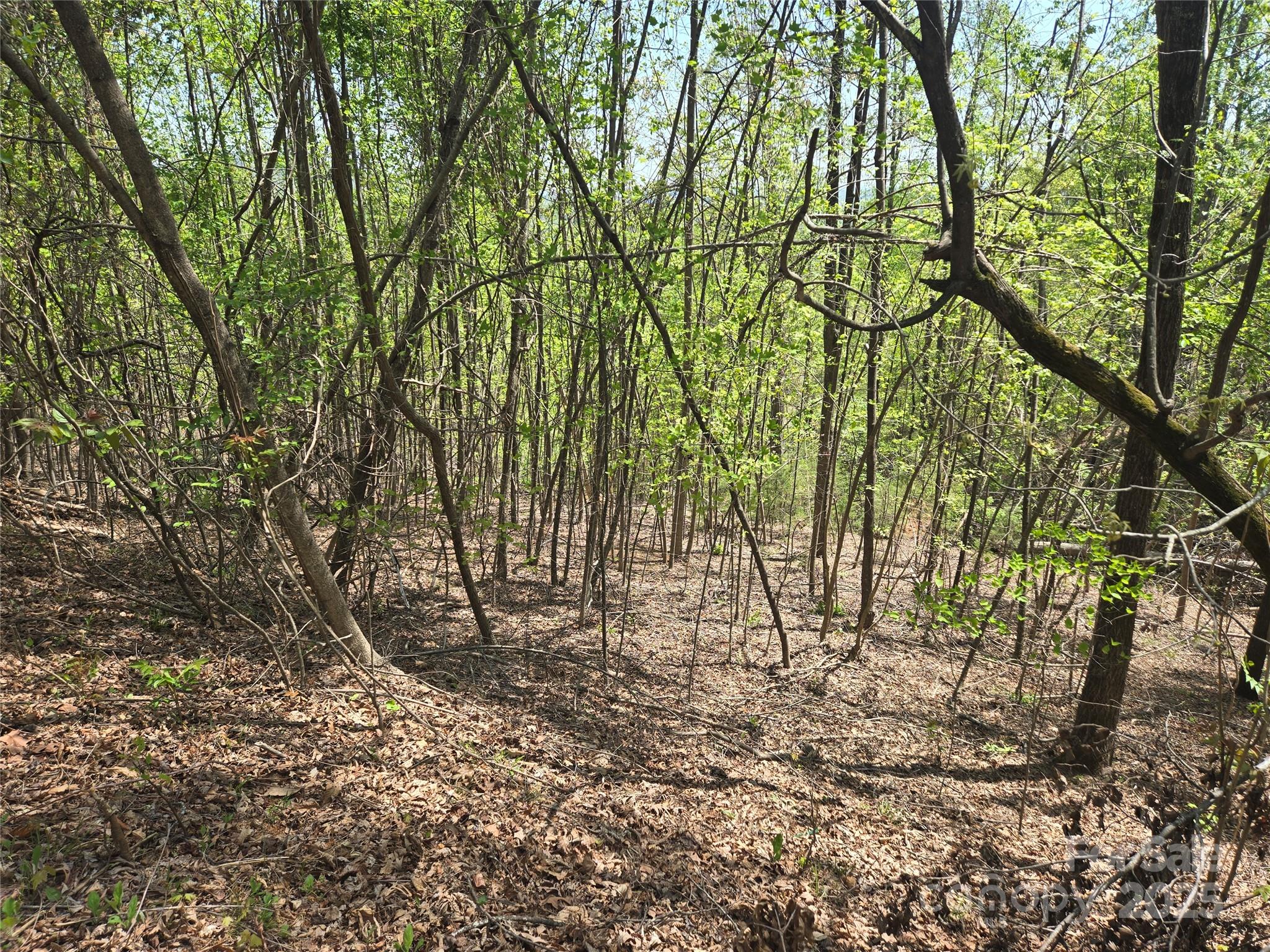 Lot 25 High Rock Ridge Lake Lure, NC 28746 - Photo 7 of 21 a view of empty room with large trees