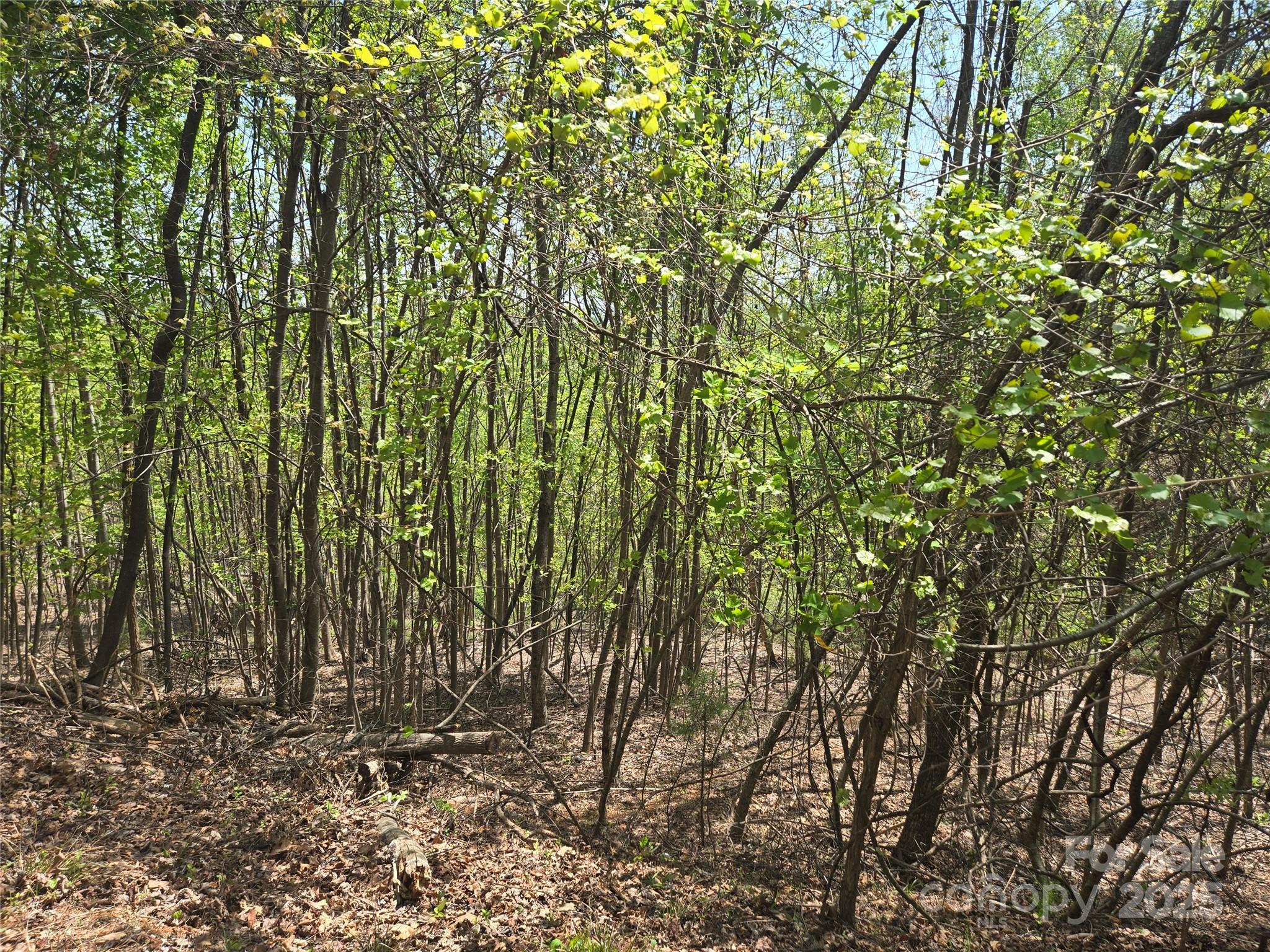 Lot 25 High Rock Ridge Lake Lure, NC 28746 - Photo 9 of 21 a view of a yard with plants and trees