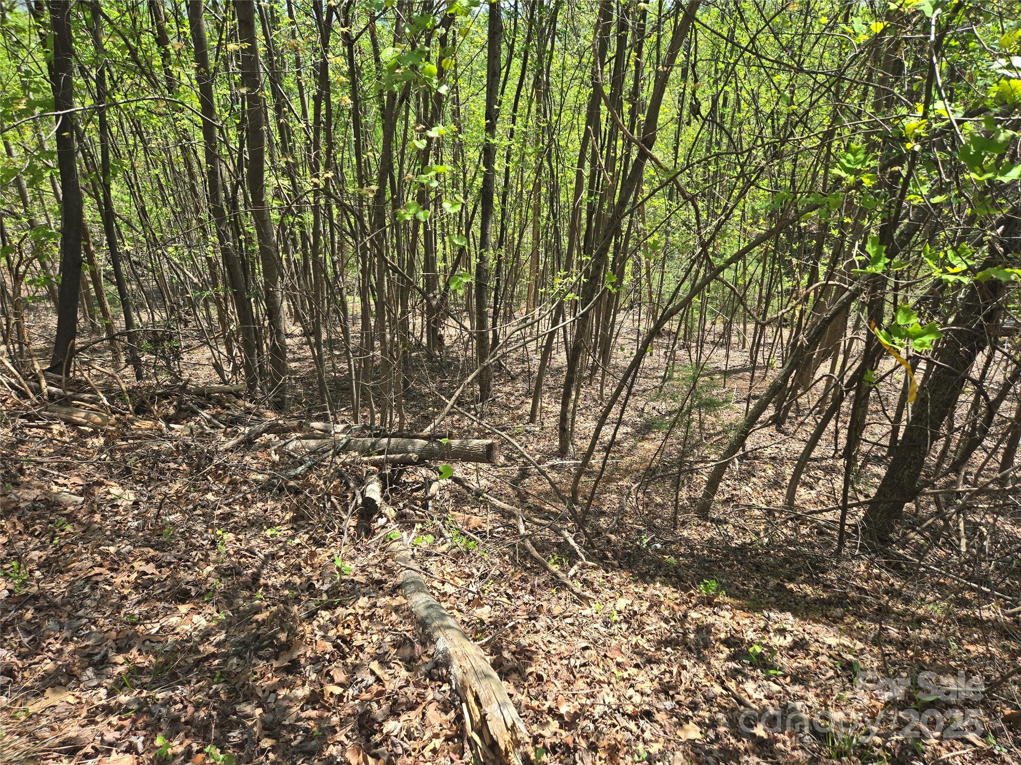 Lot 25 High Rock Ridge Lake Lure, NC 28746 - Photo 10 of 21 a view of tree