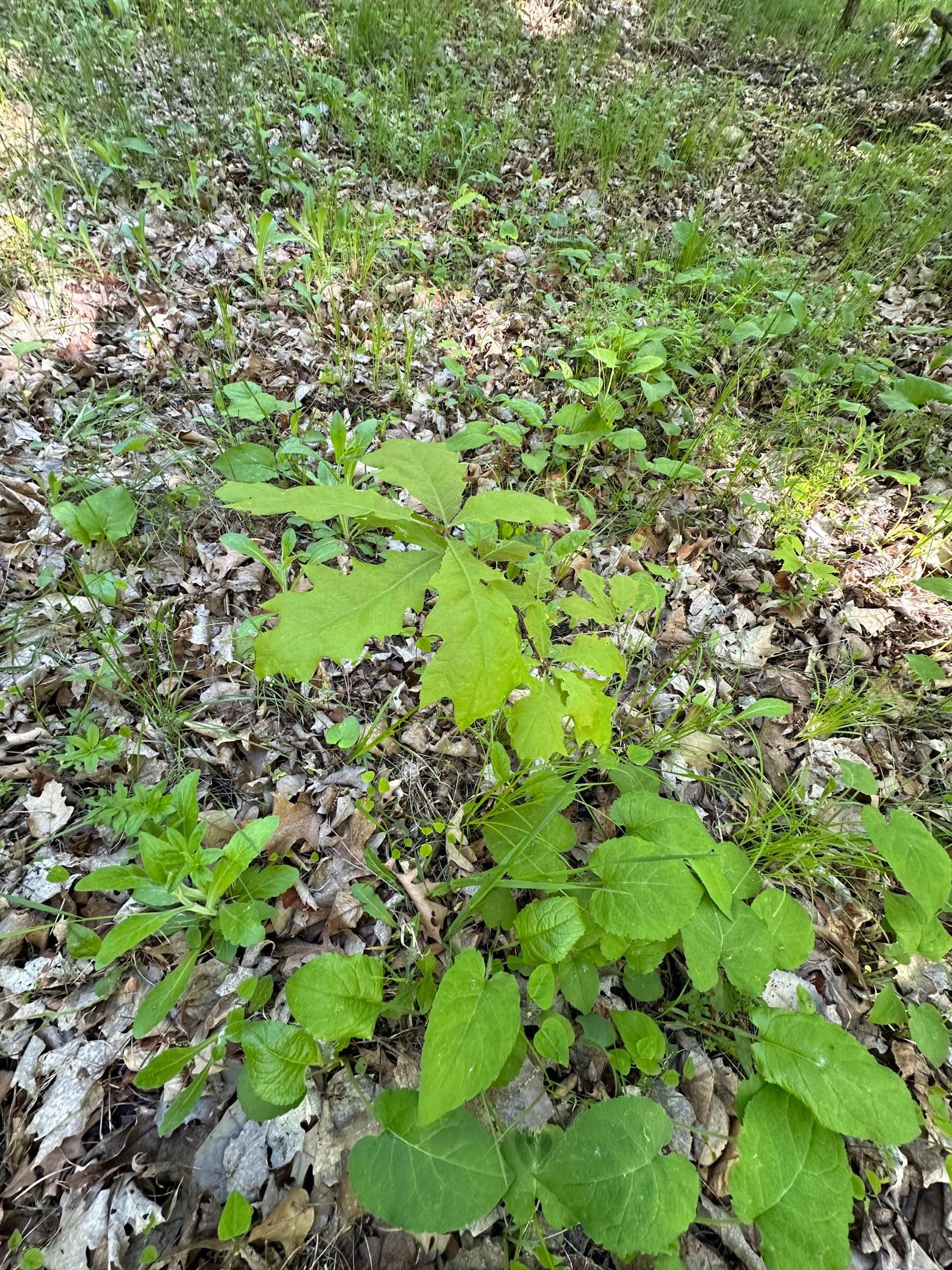 44698 Idas Road Osage, MN 56570 - Photo 12 of 16