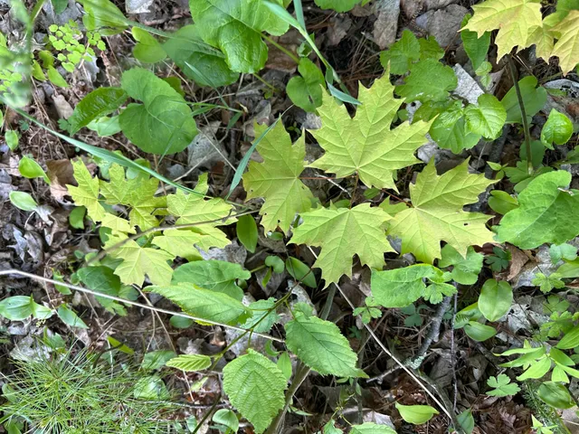 $205,000 | 44698 Idas Road, Osage, MN 56570