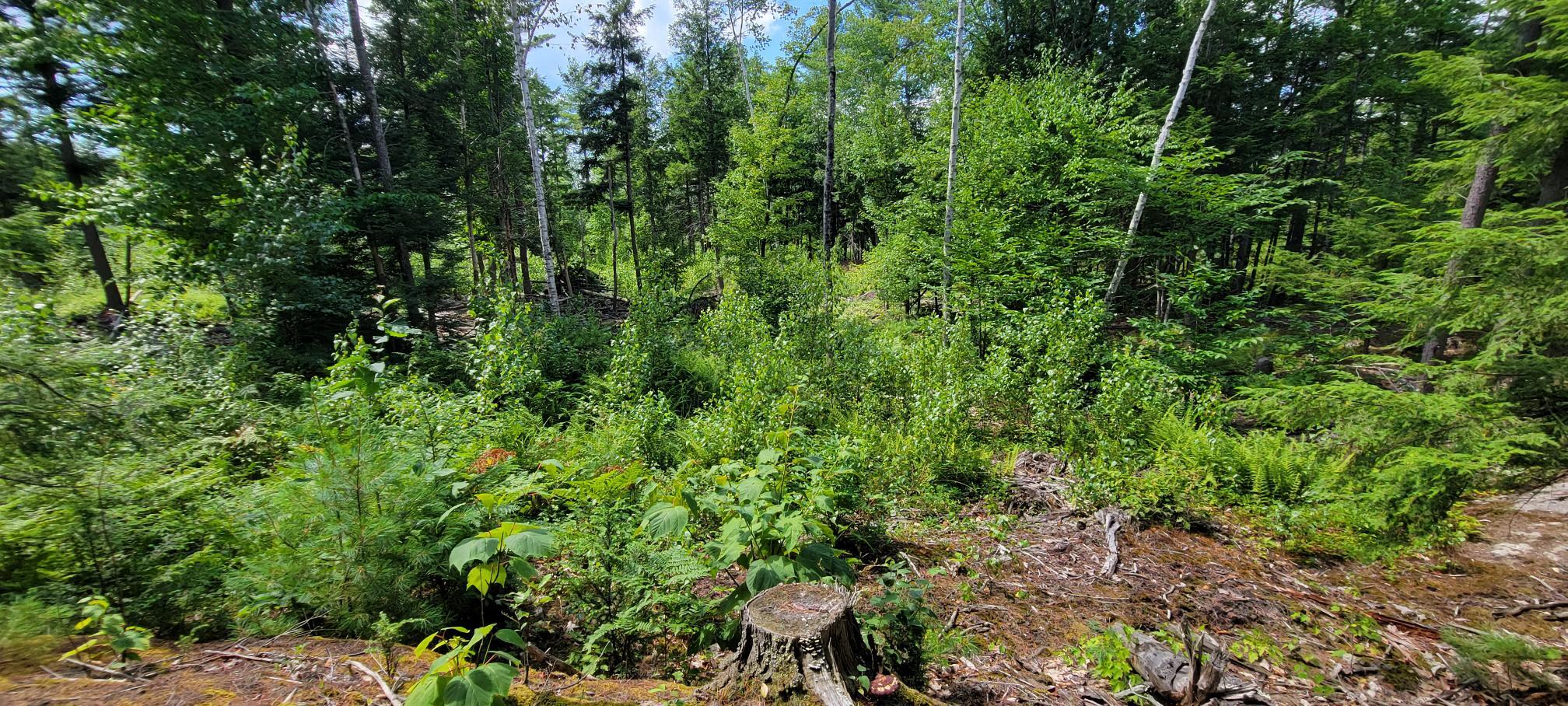 3 Pownal Road Auburn, ME 04210 - Photo 8 of 10 20220729_141513