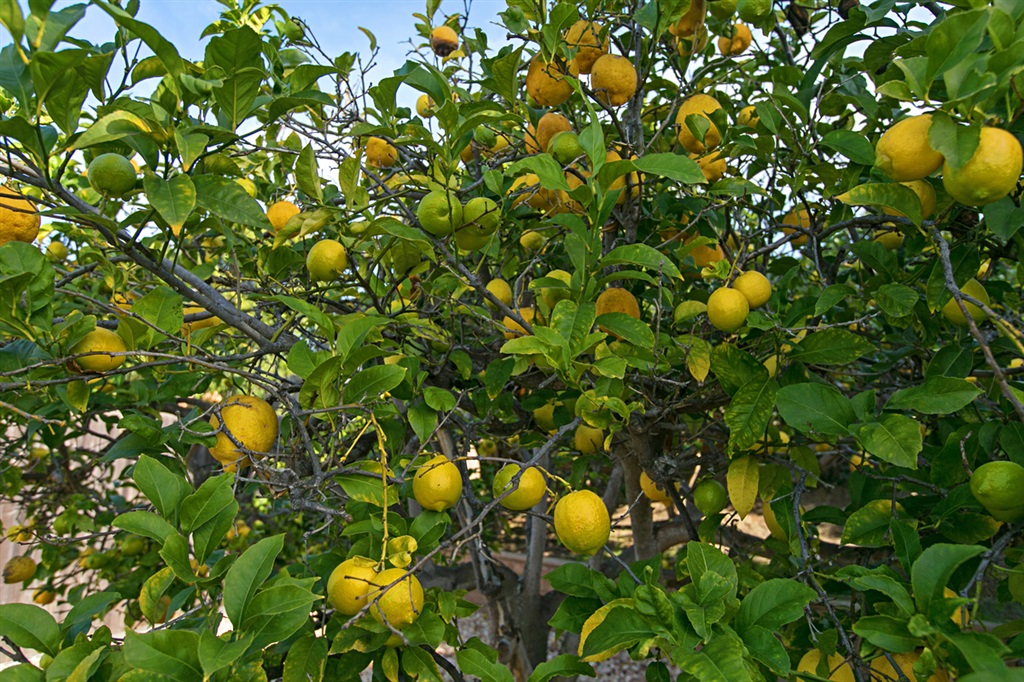 1440 Panorama Ridge Road Oceanside, CA 92056 - Photo 19 of 19 Healthy loved fruit trees