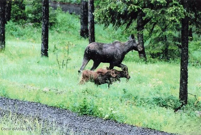 $518,000 | 23003 Deer Creek Road, Winchester, ID 83555