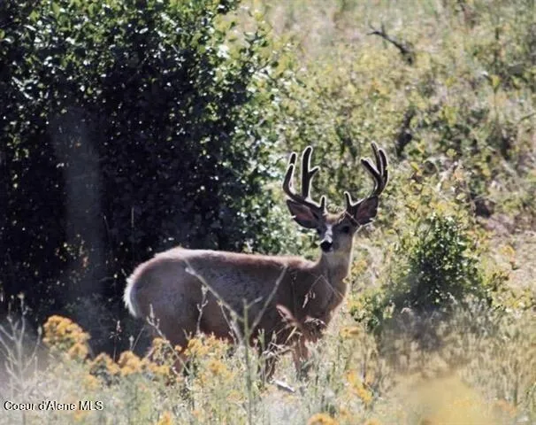 $518,000 | 23003 Deer Creek Road, Winchester, ID 83555