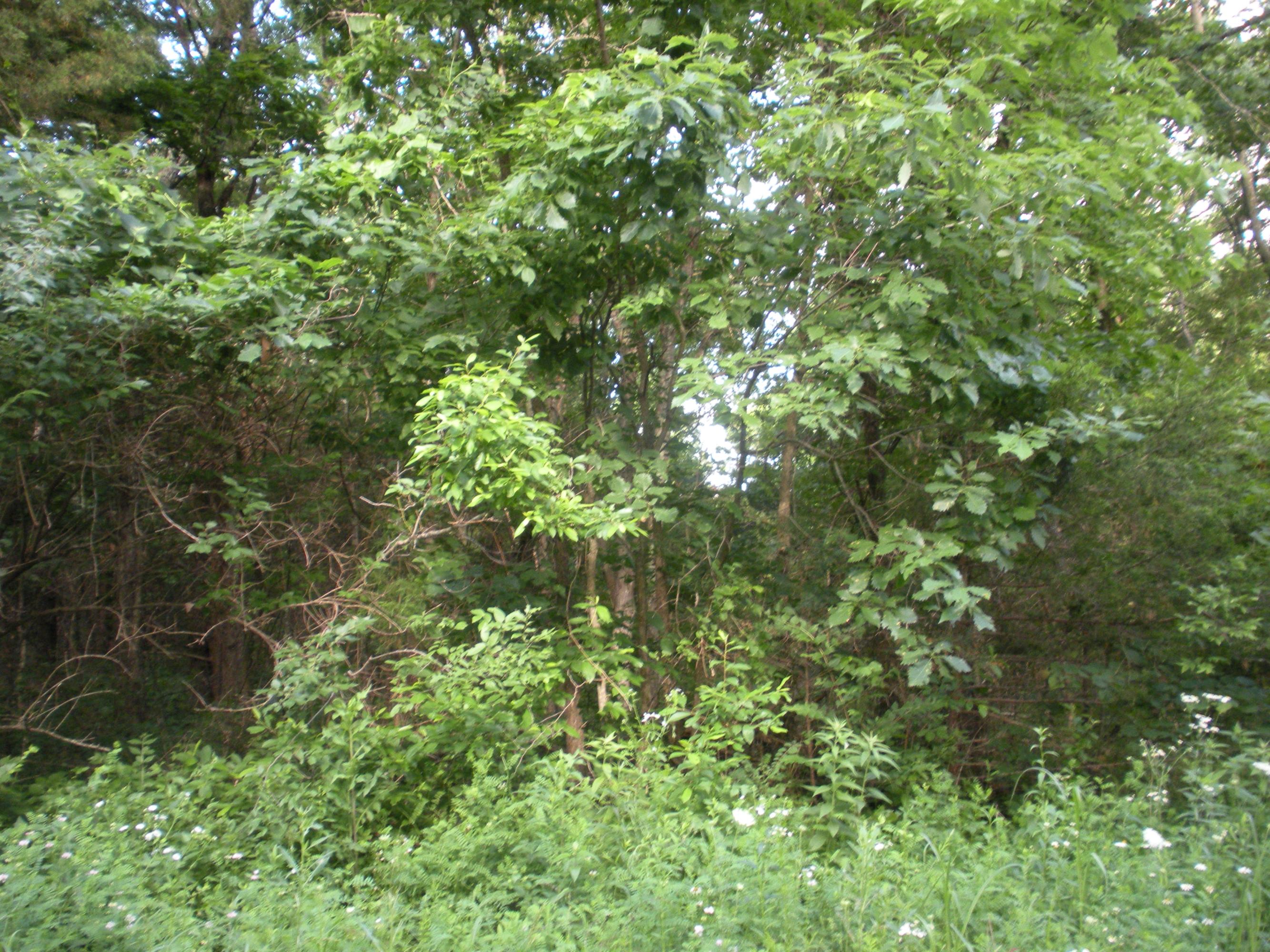 0 Rt 2 Hermitage, MO 65668 - Photo 1 of 1 land