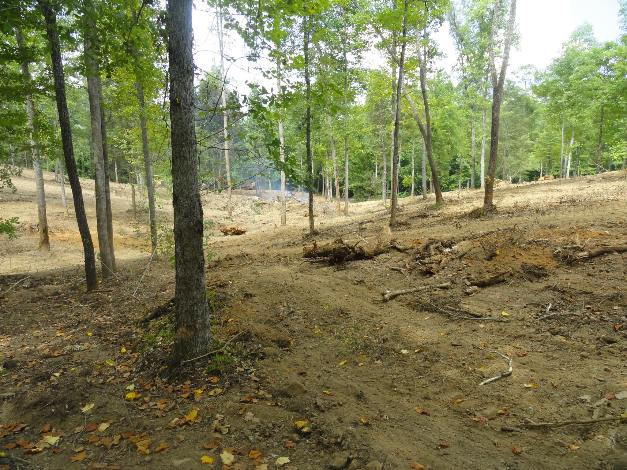 2277 Tellico Reliance Road Reliance, TN 37369 - Photo 28 of 34 a view of a forest with trees