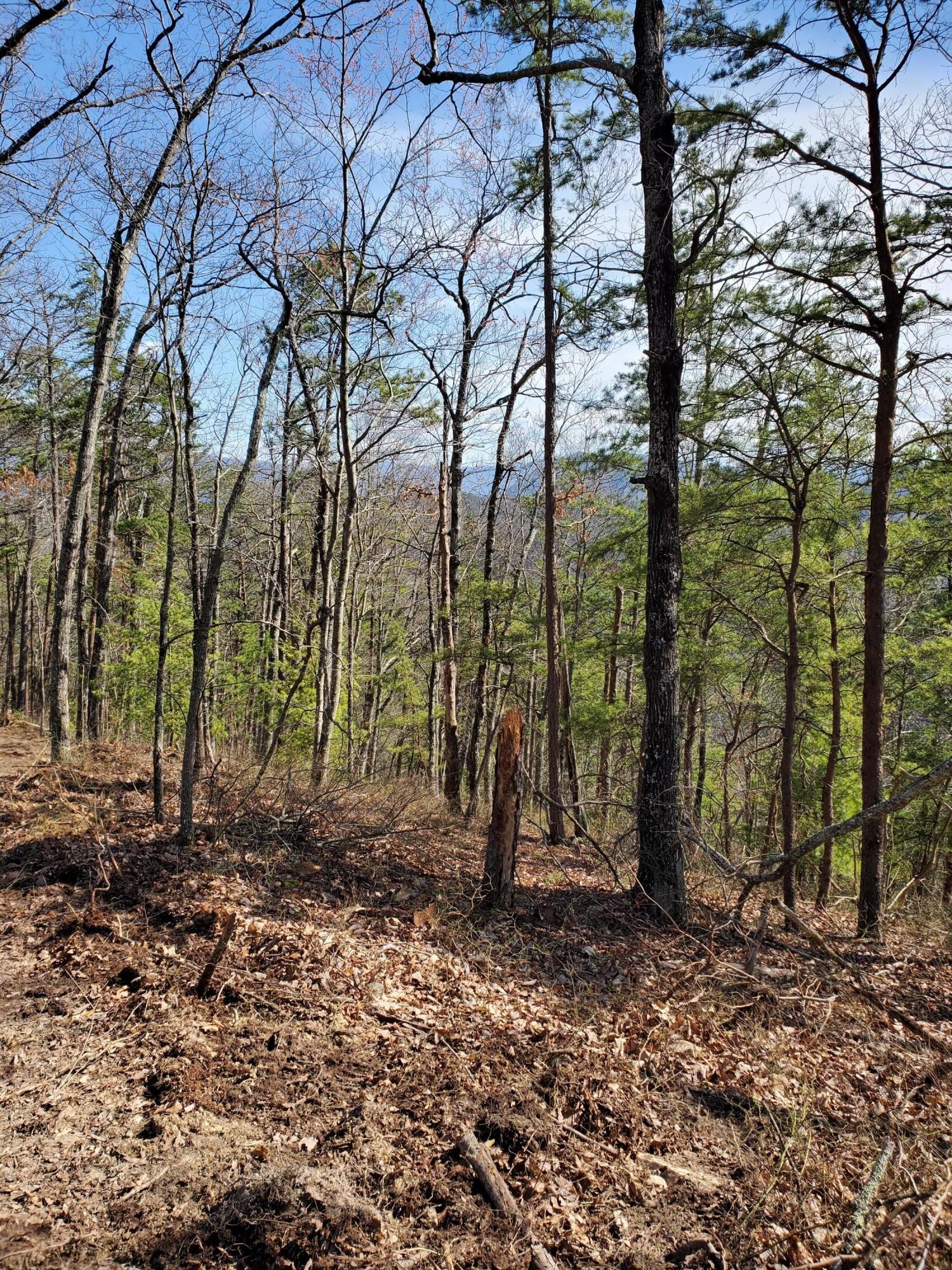 3036 Redtail Road Sevierville, TN 37862 - Photo 13 of 24 a view of a backyard of the house