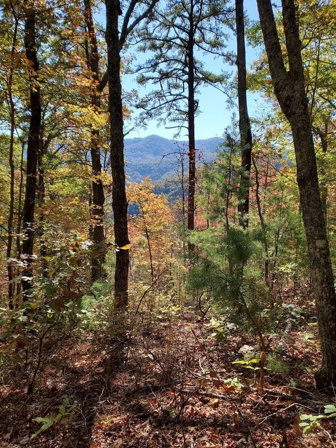 3036 Redtail Road Sevierville, TN 37862 - Photo 2 of 24