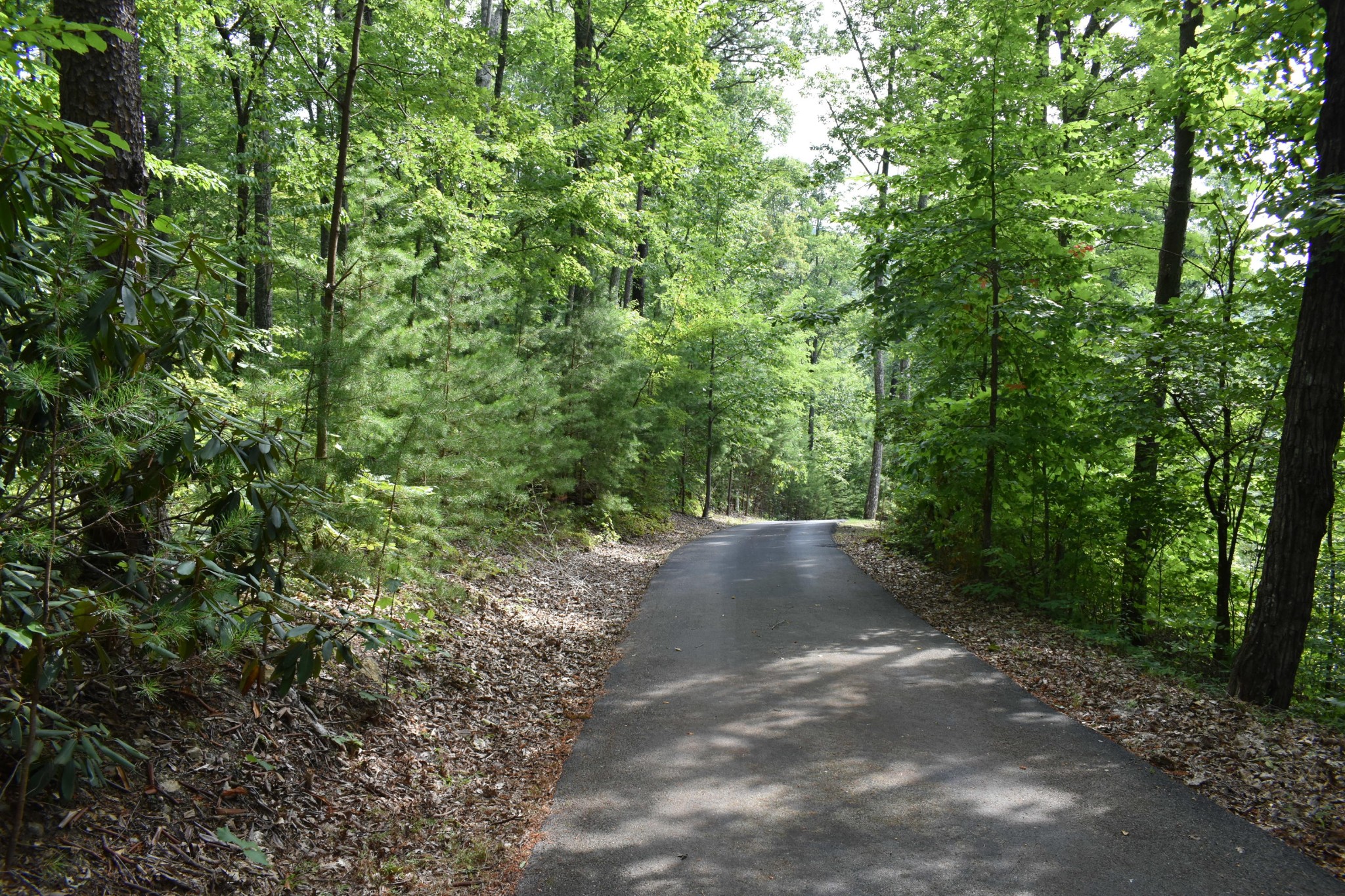 3036 Redtail Road Sevierville, TN 37862 - Photo 5 of 24 a view of outdoor space and trees