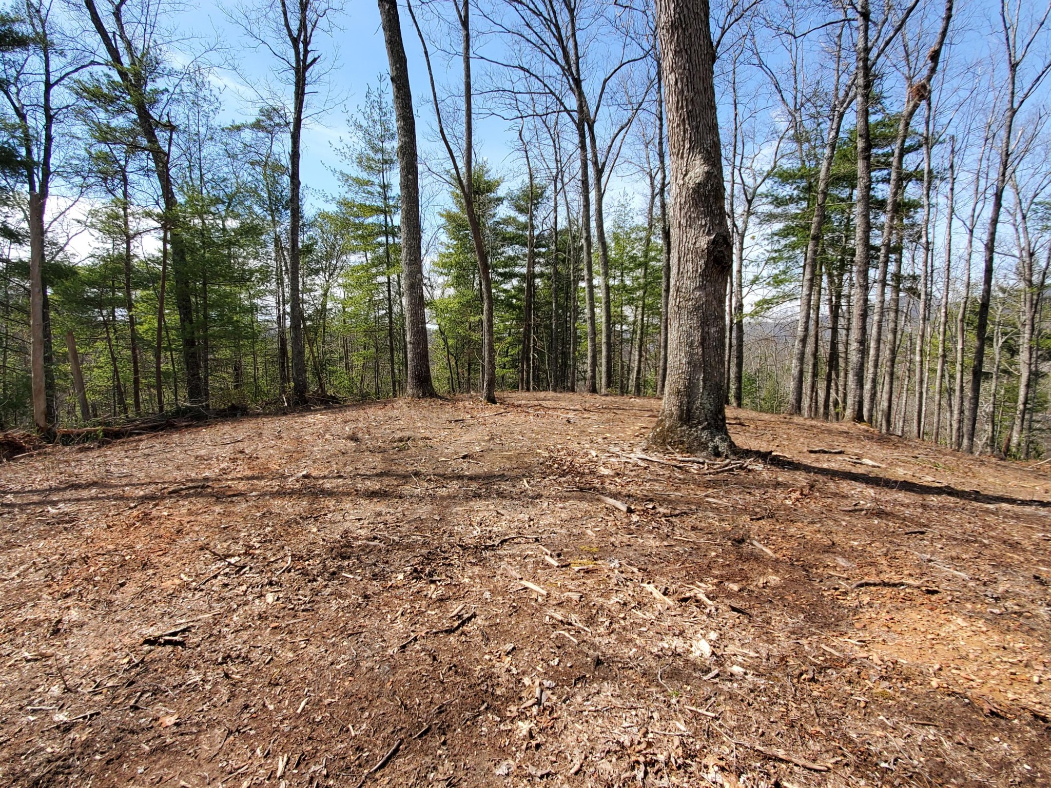 3036 Redtail Road Sevierville, TN 37862 - Photo 7 of 24 a backyard of a house with lots of green space