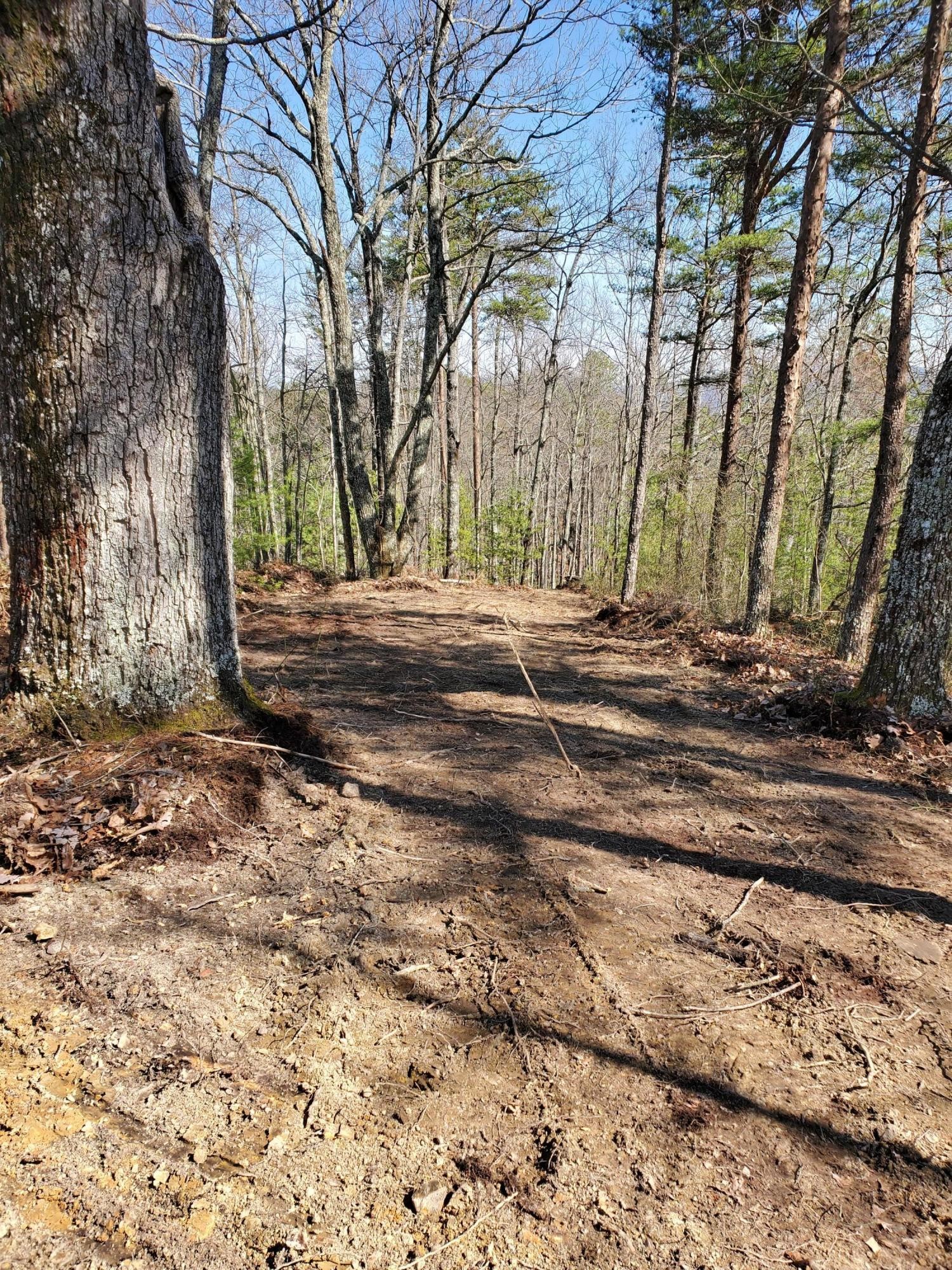 3036 Redtail Road Sevierville, TN 37862 - Photo 10 of 24 a view of a backyard with large trees