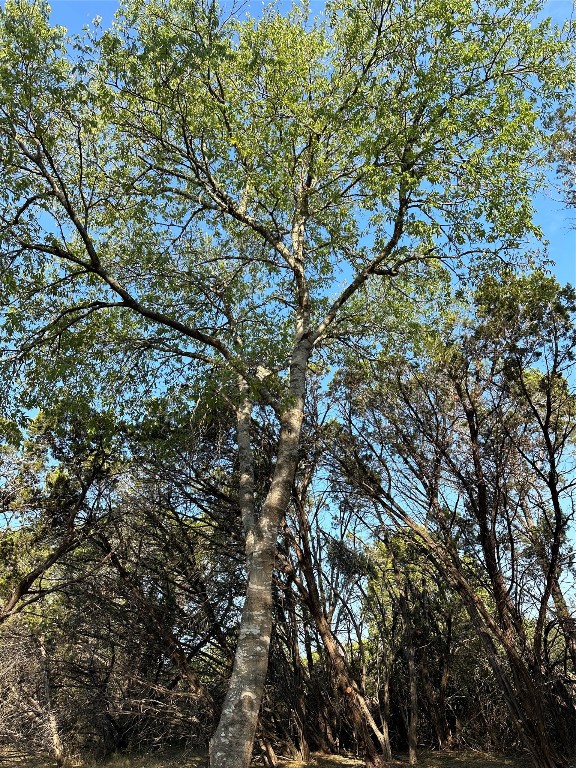 12333 A Ranch Road 12, Unit 1 Wimberley, TX 78676 - Photo 19 of 28 a view of tree