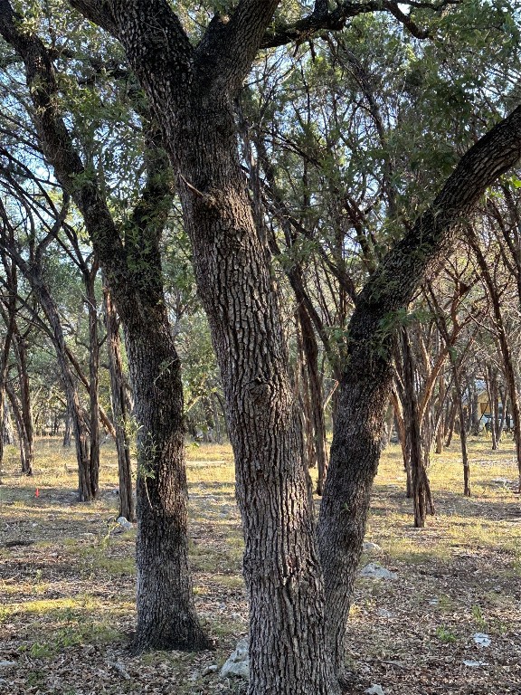 12333 A Ranch Road 12, Unit 1 Wimberley, TX 78676 - Photo 7 of 28 a tree in the middle of a yard