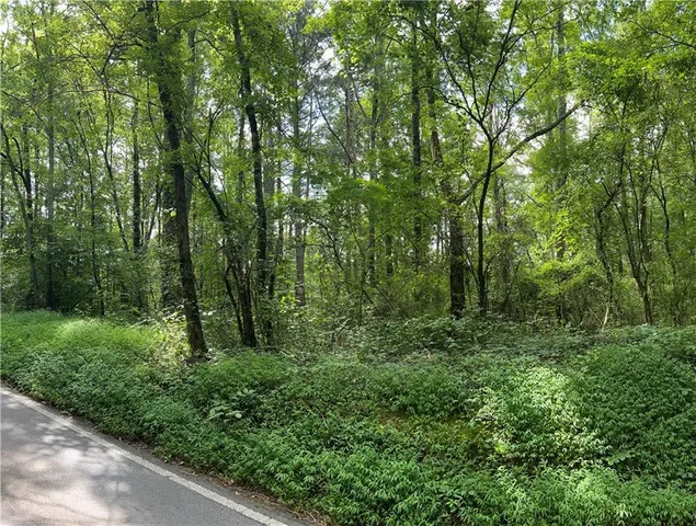 a view of a lush green forest