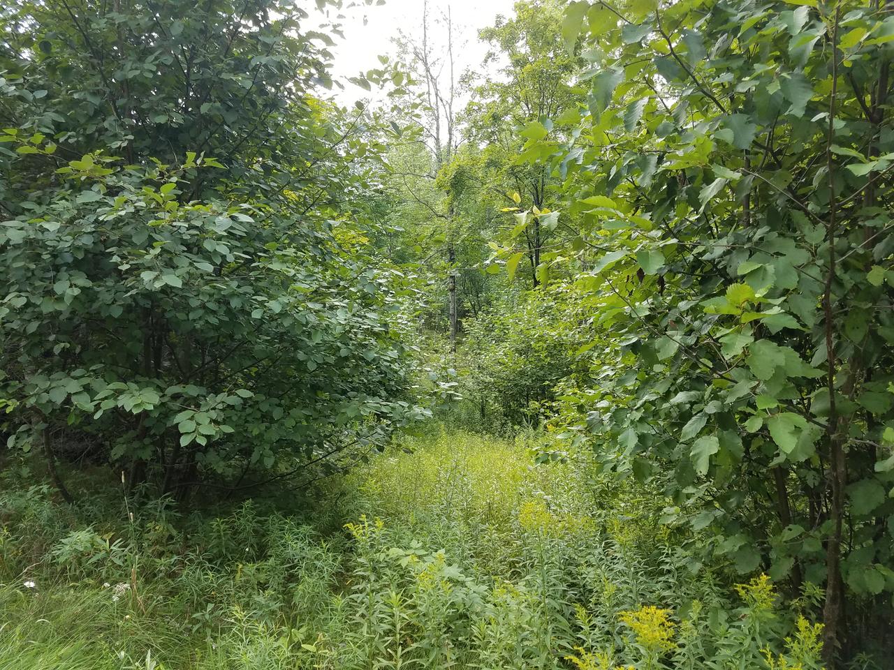 On Bald Eagle Road Presque Isle, WI 54557 - Photo 4 of 33 Gallery Image 4