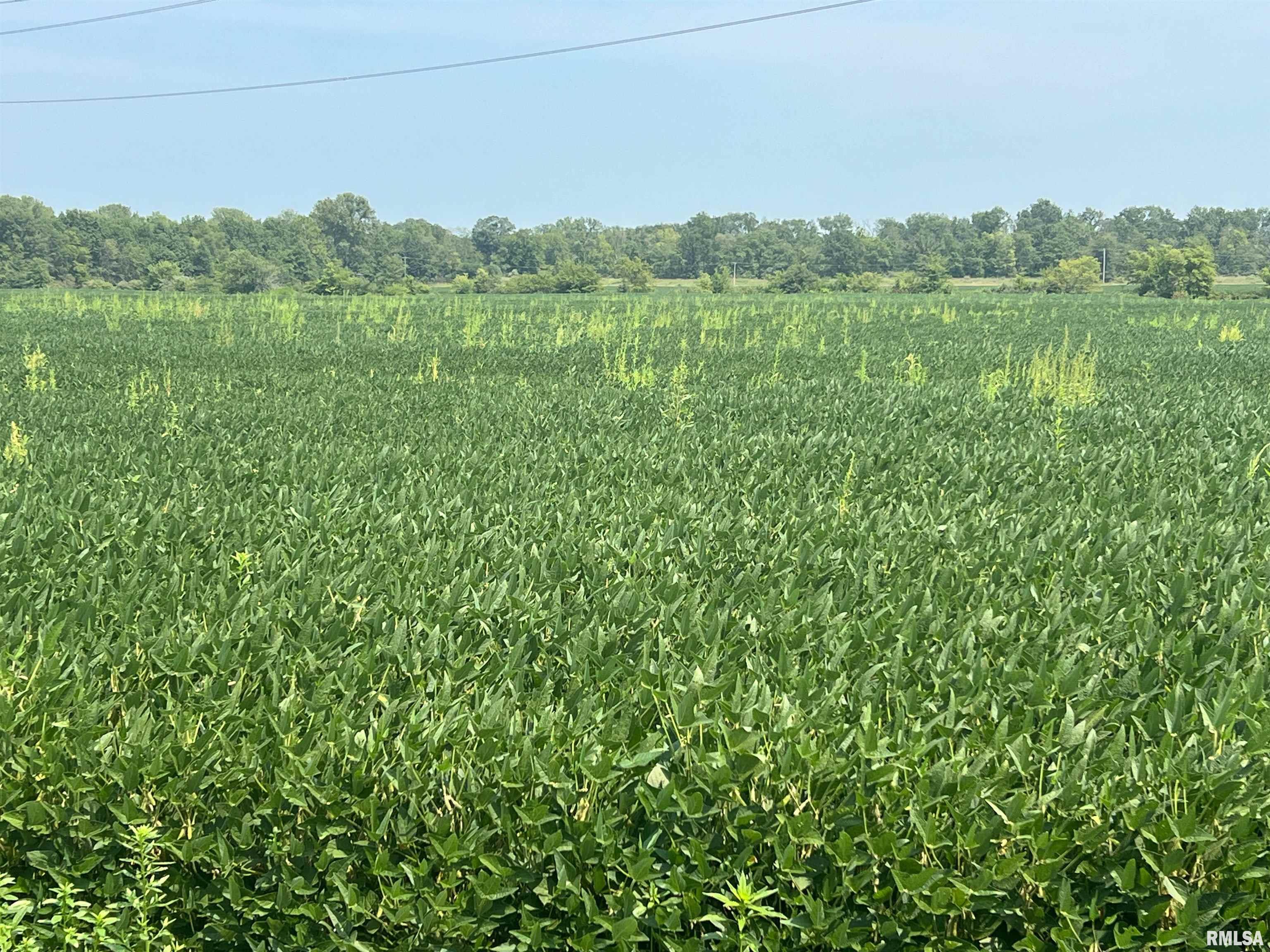 0 Sandy Bend Road Frederick, IL 62639 - Photo 8 of 12