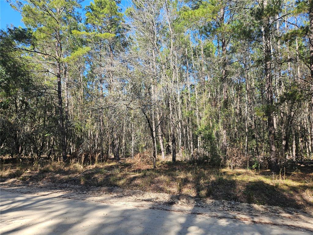 Tbd Southeast 8th Street Williston, FL 32696 - Photo 6 of 7 a view of yard