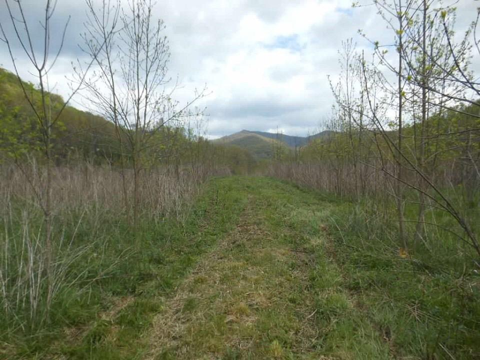 Tbd Crackers Neck Road Honaker, VA 24260 - Photo 1 of 1 Gallery Image 1