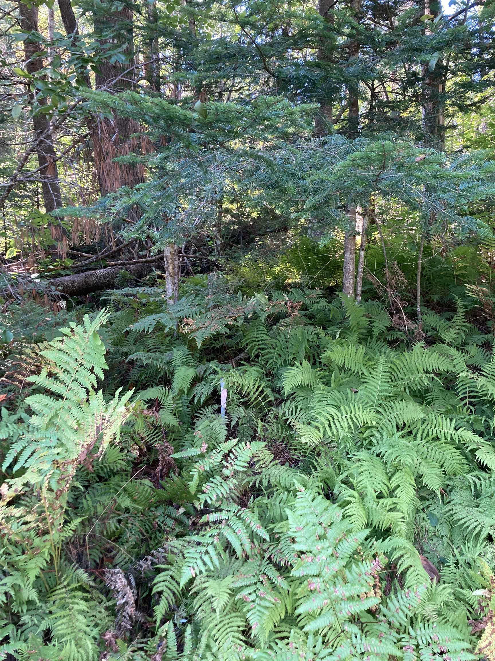 Lot 25 Westside Road Lunenburg, VT 05906 - Photo 14 of 15