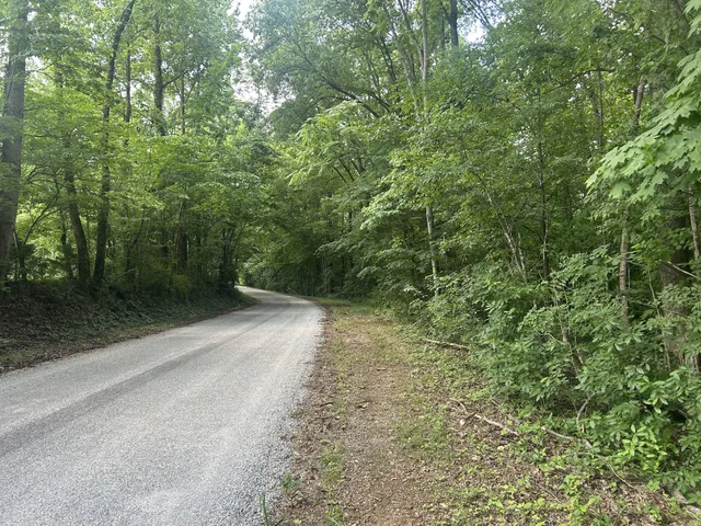 a view of a forest with trees