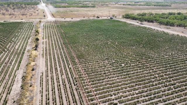 398 Bumpergate Road Abilene, TX 79603 - Photo 26 of 27 a view of a garden