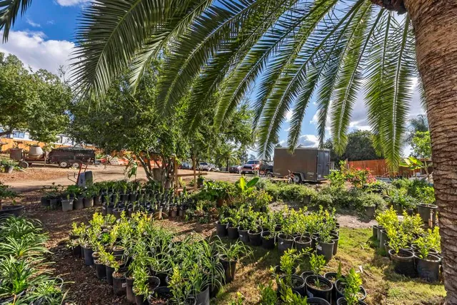 a view of a backyard with a large tree