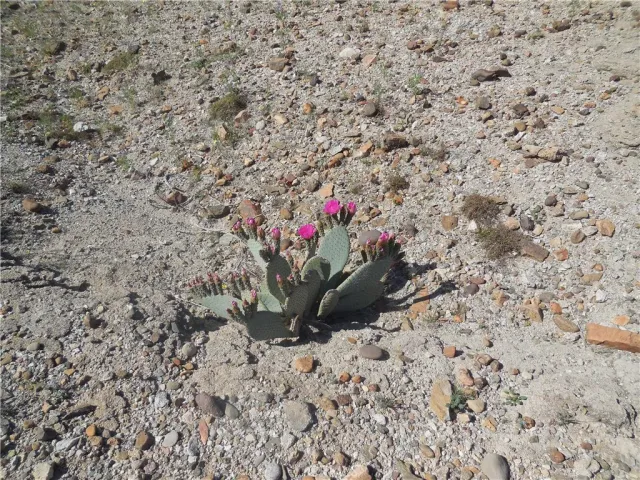 a view of a plants with a plant
