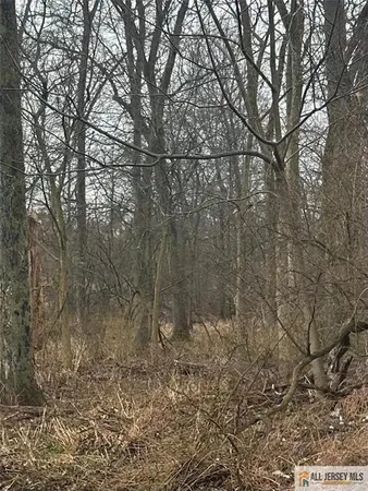 a view of a yard with large trees