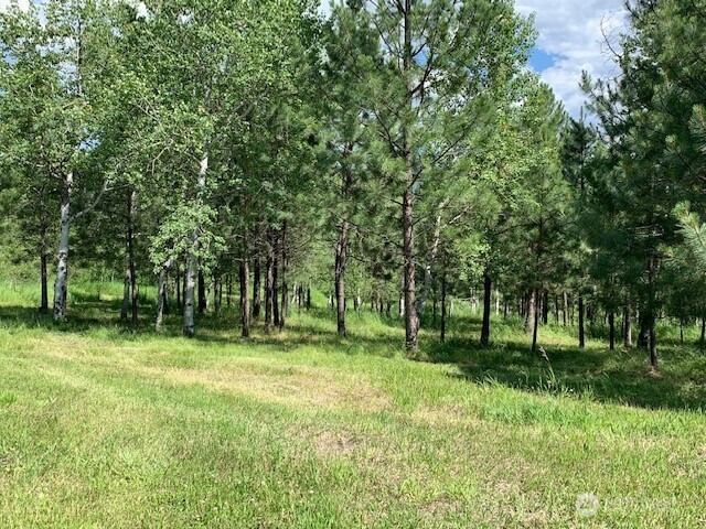 35 Low Ridge Road Malo, WA 99150 - Photo 31 of 40 a tall tree in middle of green field