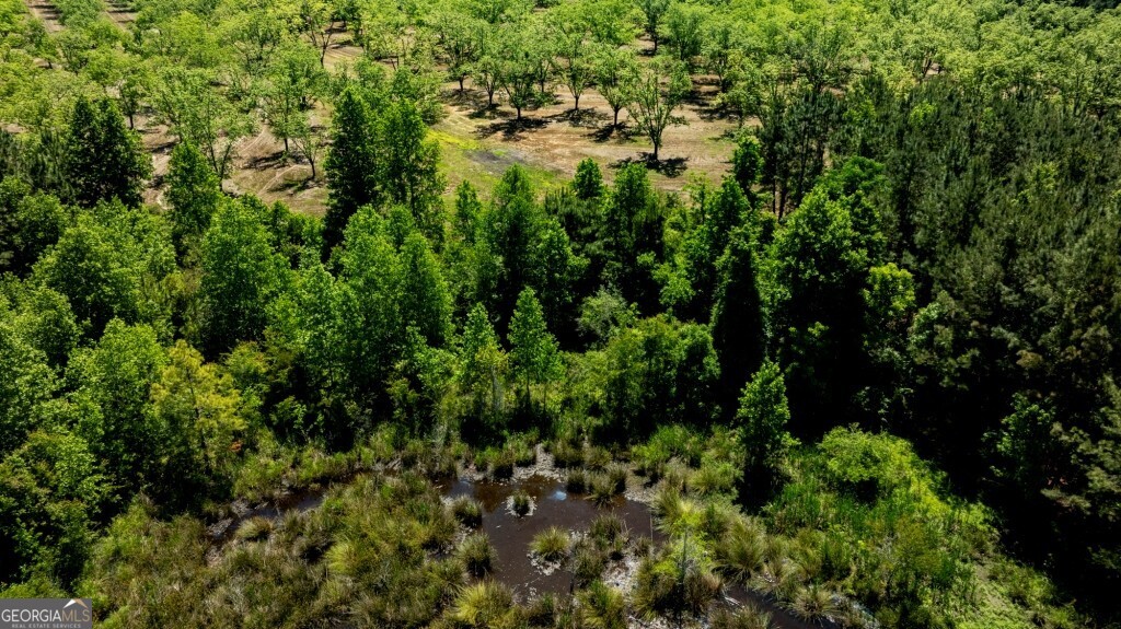 16505 Union Road Metter, GA 30439 - Photo 8 of 40 a view of a lush green forest with lots of trees