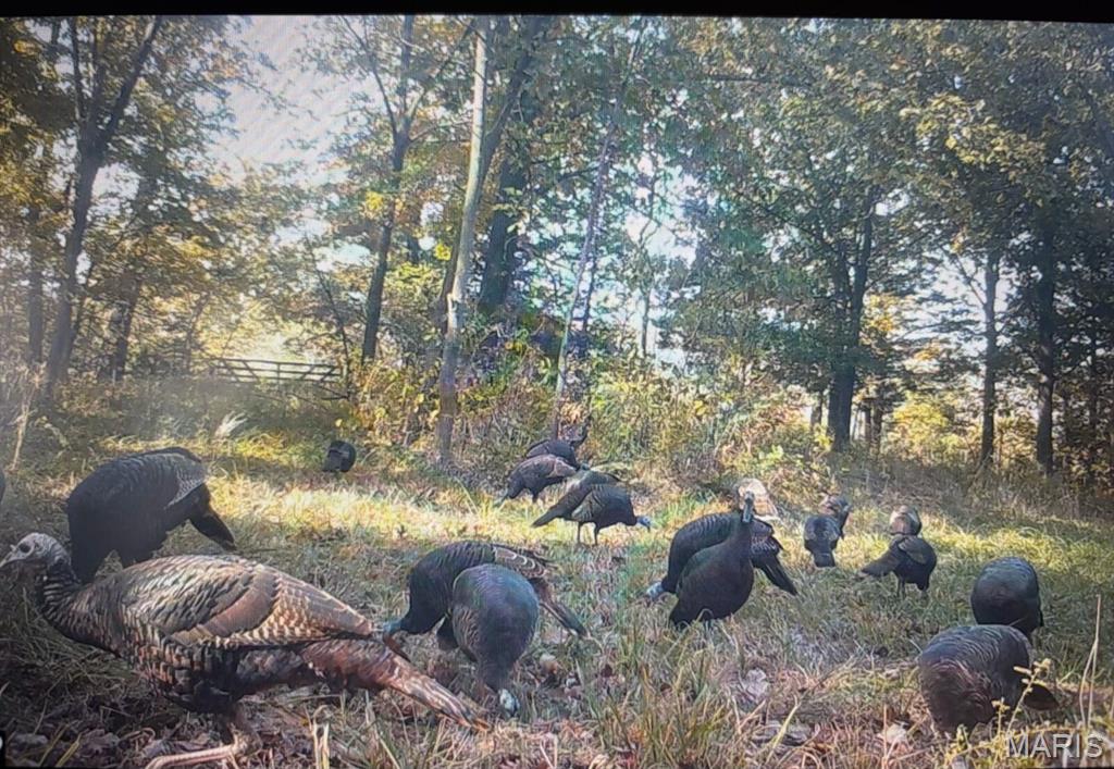 0 Big Tavern Creek Road Portland, MO 65067 - Photo 17 of 21