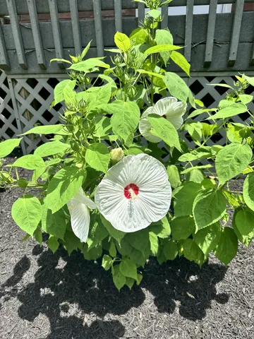 $800,000 | 4172 Ironwood Drive, Greenbrier, TN 37073