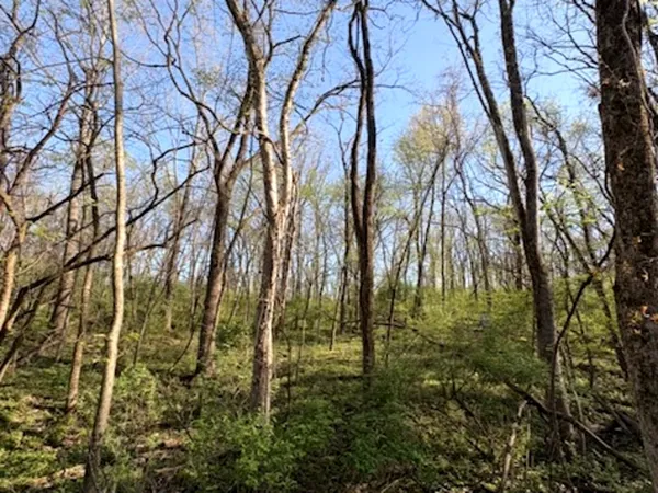 a view of a yard with large trees