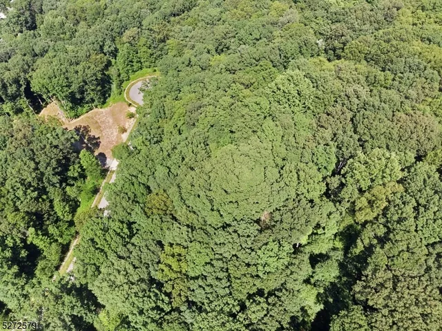 a view of a forest with a tree