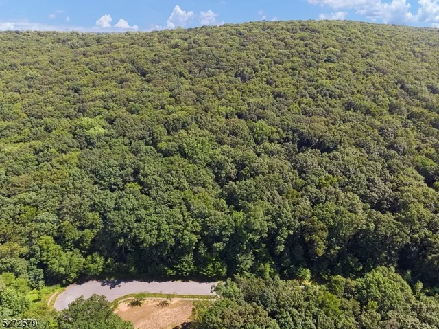 a view of a lush green forest