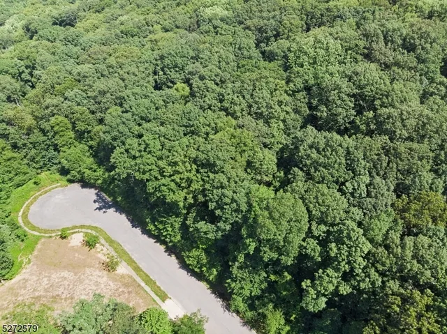 a view of a bunch of trees and bushes