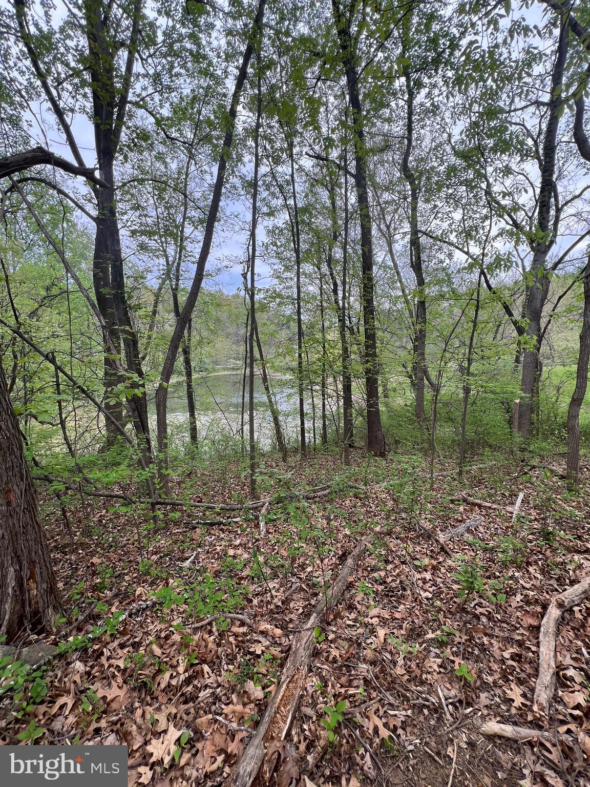 Memory Linden, VA 22642 - Photo 1 of 4 Pond view from potential build site