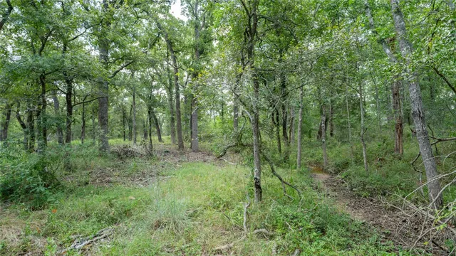 a view of a lush green forest